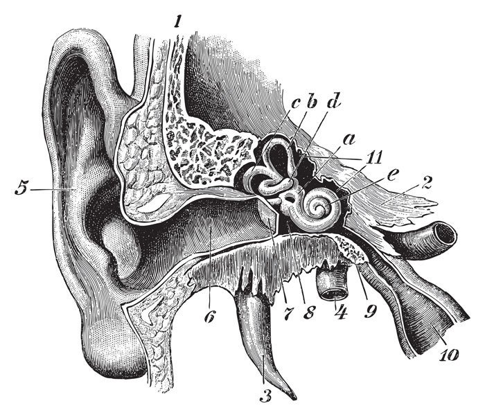 Anatomie oreille