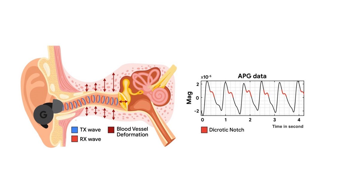 Comment fonctionne l'audio-pléthysmographie © Google Research 