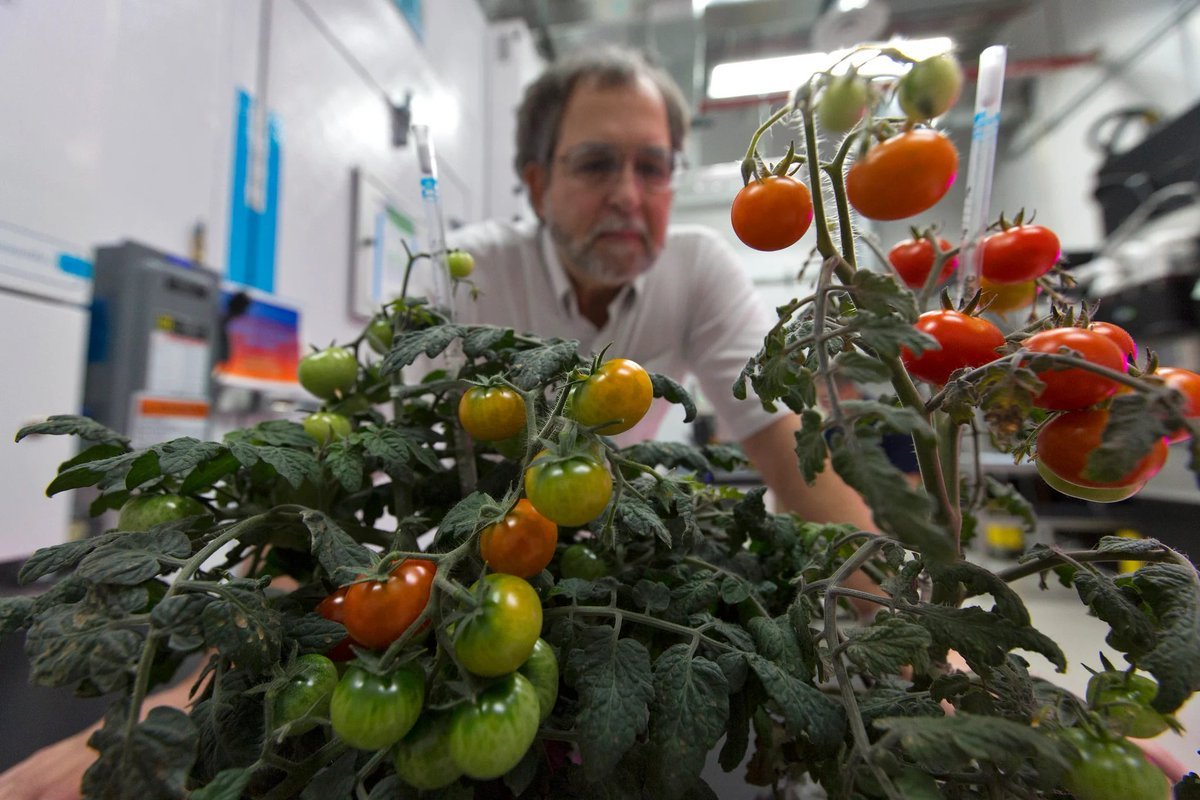 Des tomates de labo, certes, mais des légumes/fruits frais... © NASA