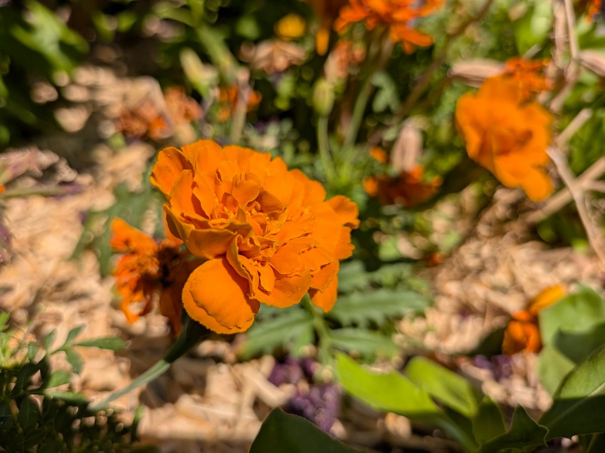Pixel 10 test portrait
