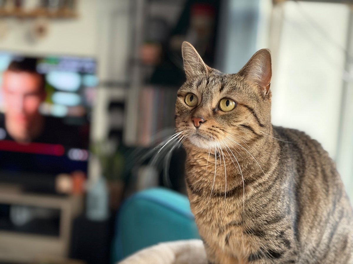 test iphone 17 portrait