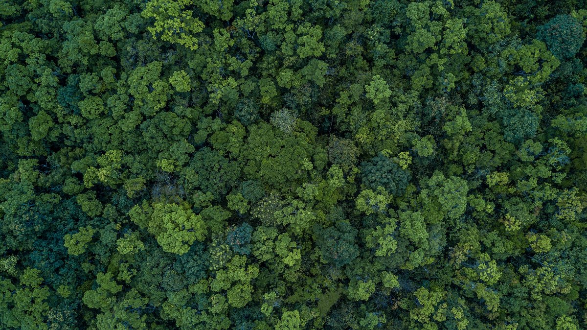 Il n'y a pas que les forêts qui vont capter du CO2 © Shutterstock