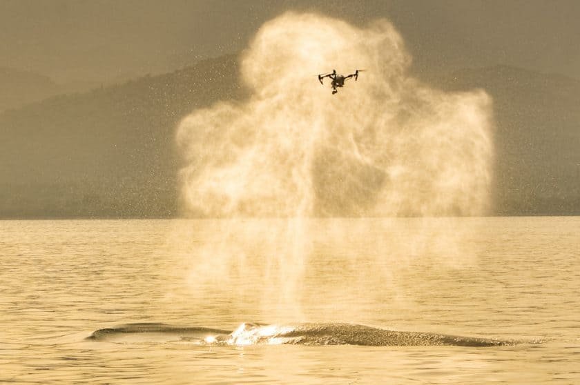 Un drone pour analyser le souffle des baleines — © SnotBot