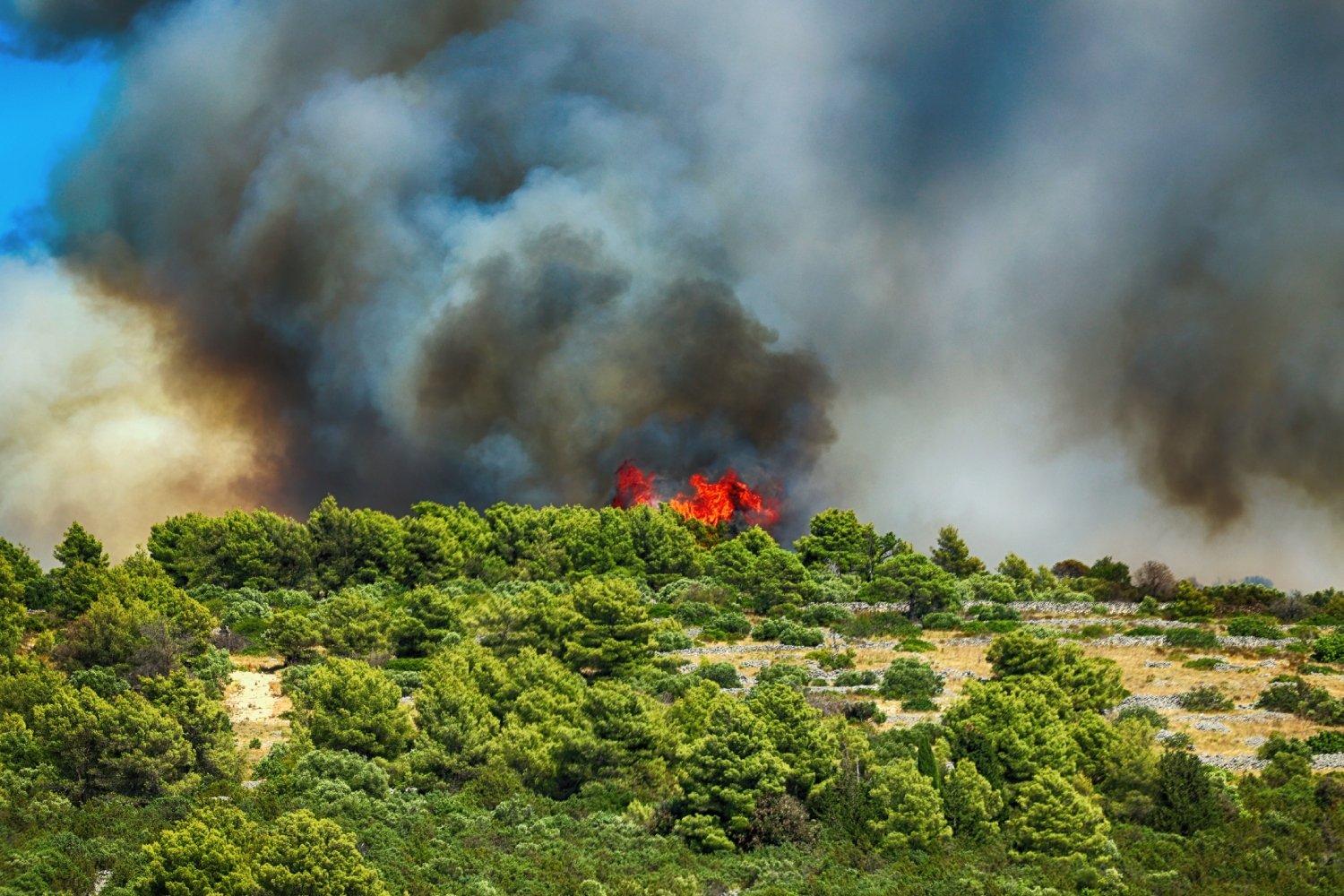 Un feu de forêt. ©FotoDax / Shutterstock
