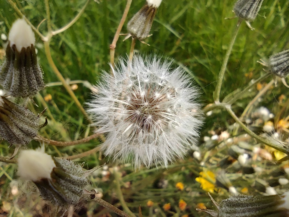 Photo macro. Cliquez pour agrandir © Gabriel Manceau