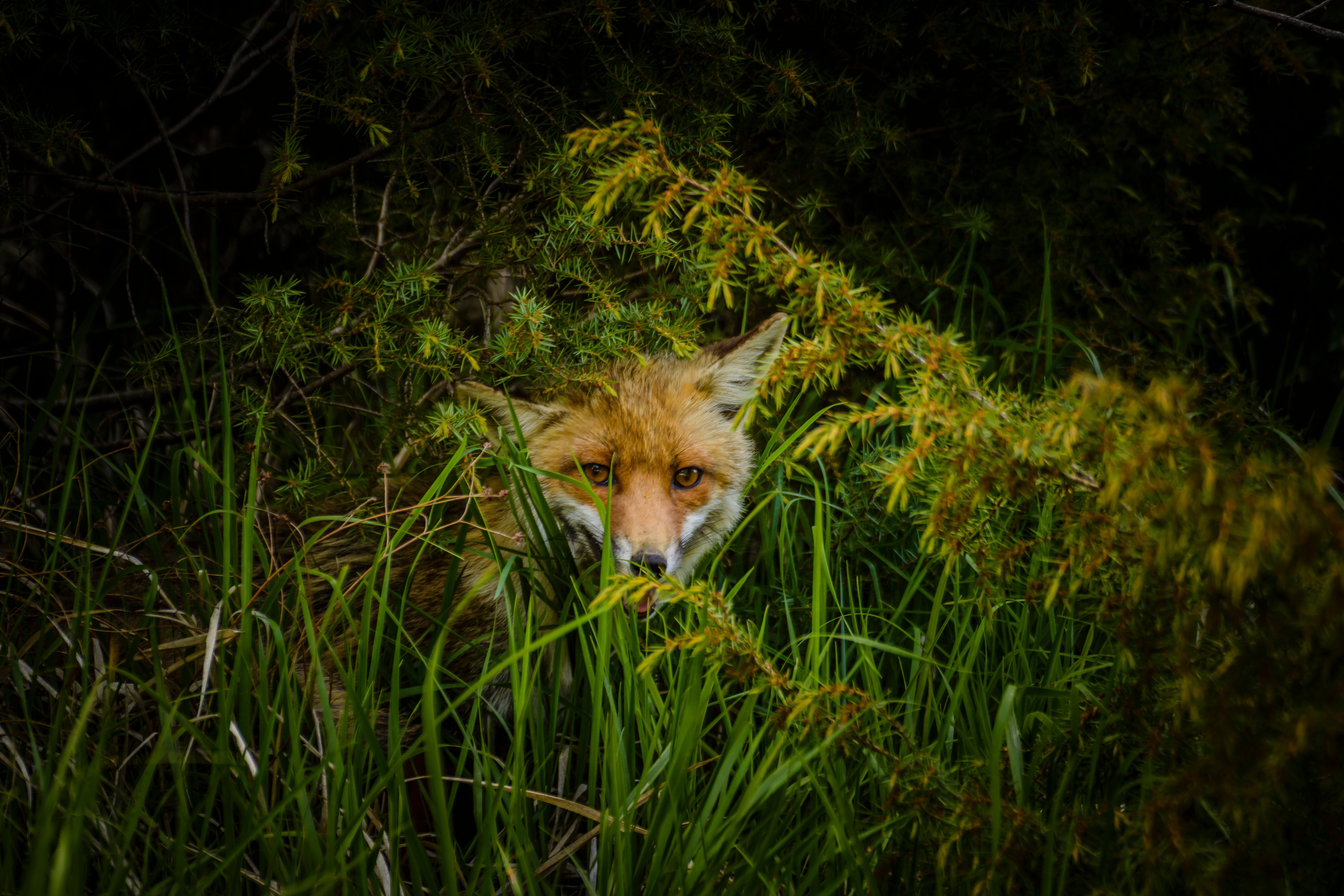 On estime qu'il y a environ 10 000 renards dans la capitale britannique. © Fab38 / Shutterstock