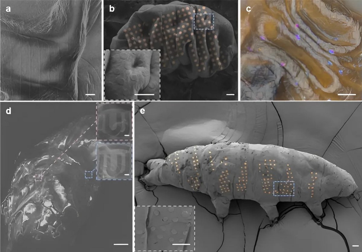  Vue microscopique des tardigrade tatoués. © Zhao et al., Nano Lett., 2025