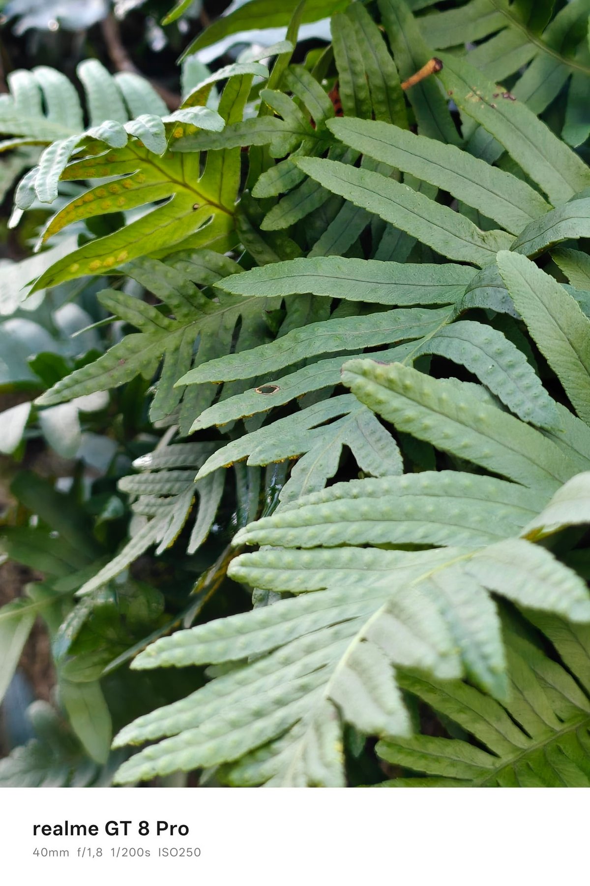 realme gt 8 pro portrait