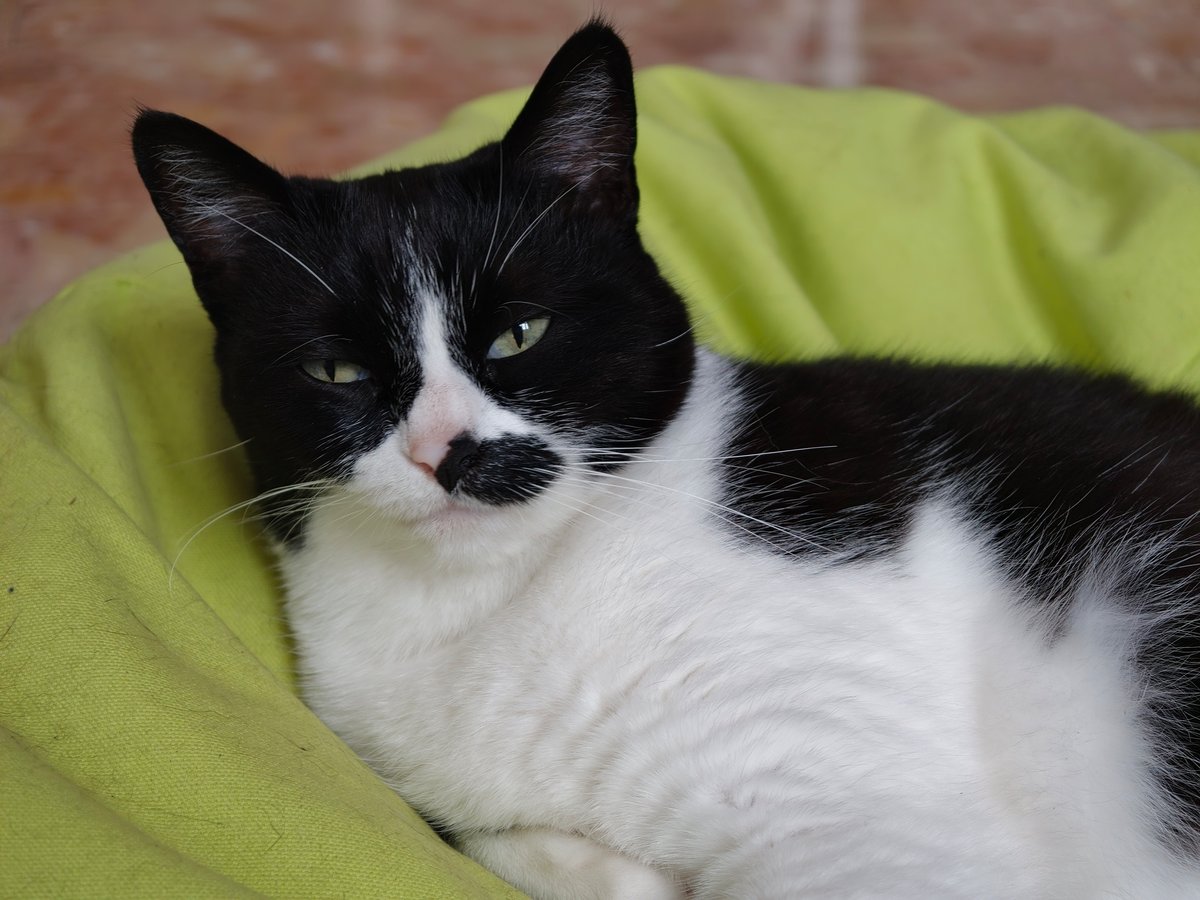 Mode portrait sur animal, luminosité moyenne ©Marc Mitrani pour Clubic