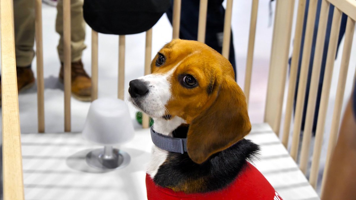 Voici l'adorable Coton, et son collier connecté (© Alexandre Boero)