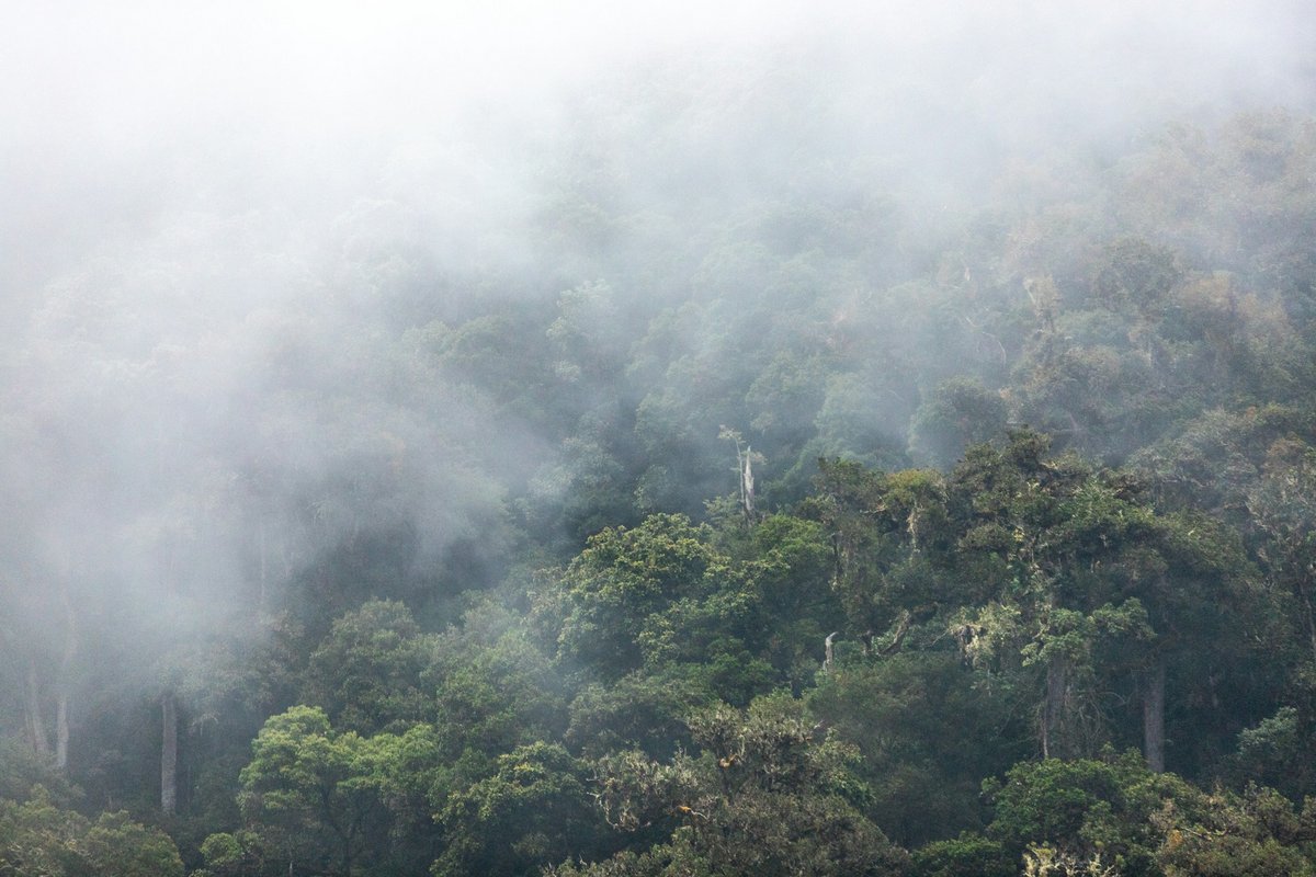 Les data centers, un véritable danger pour la biodiversité  © Bernd Dittrich / Unsplash