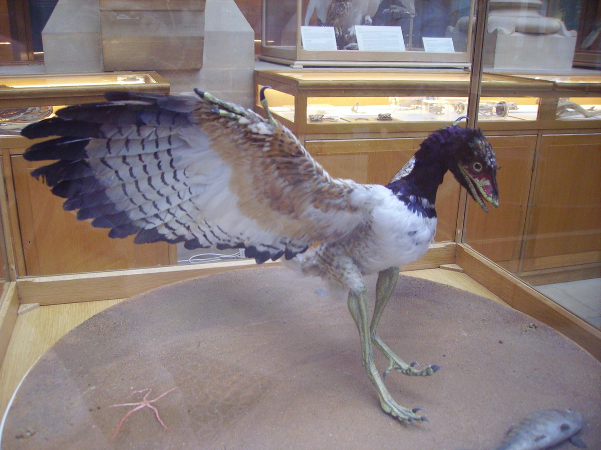 Archaeopteryx lithographica, musée d'Oxford