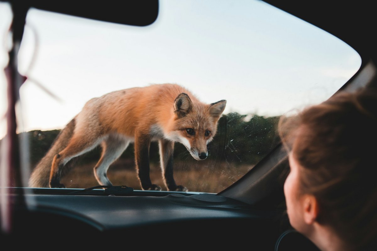 Google lance SpeciesNet, une IA open-source pour identifier + de 2 000 espèces animales © Erik McLean / Unsplash