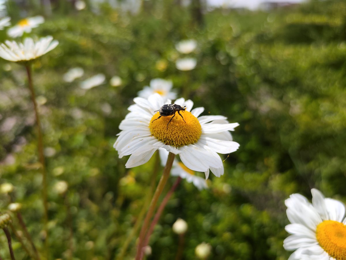 Photo grand-angle. Cliquez pour agrandir © Gabriel Manceau