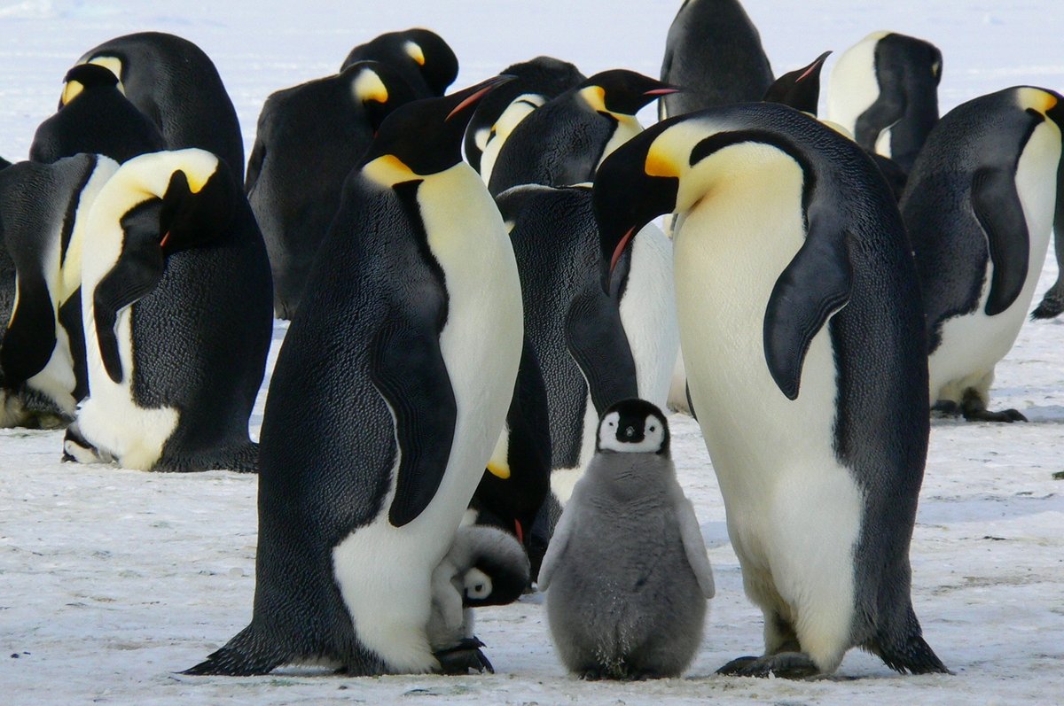 Les petits manchots empereurs ne sont pas équipés pour nager © Ayanali123 / Shutterstock