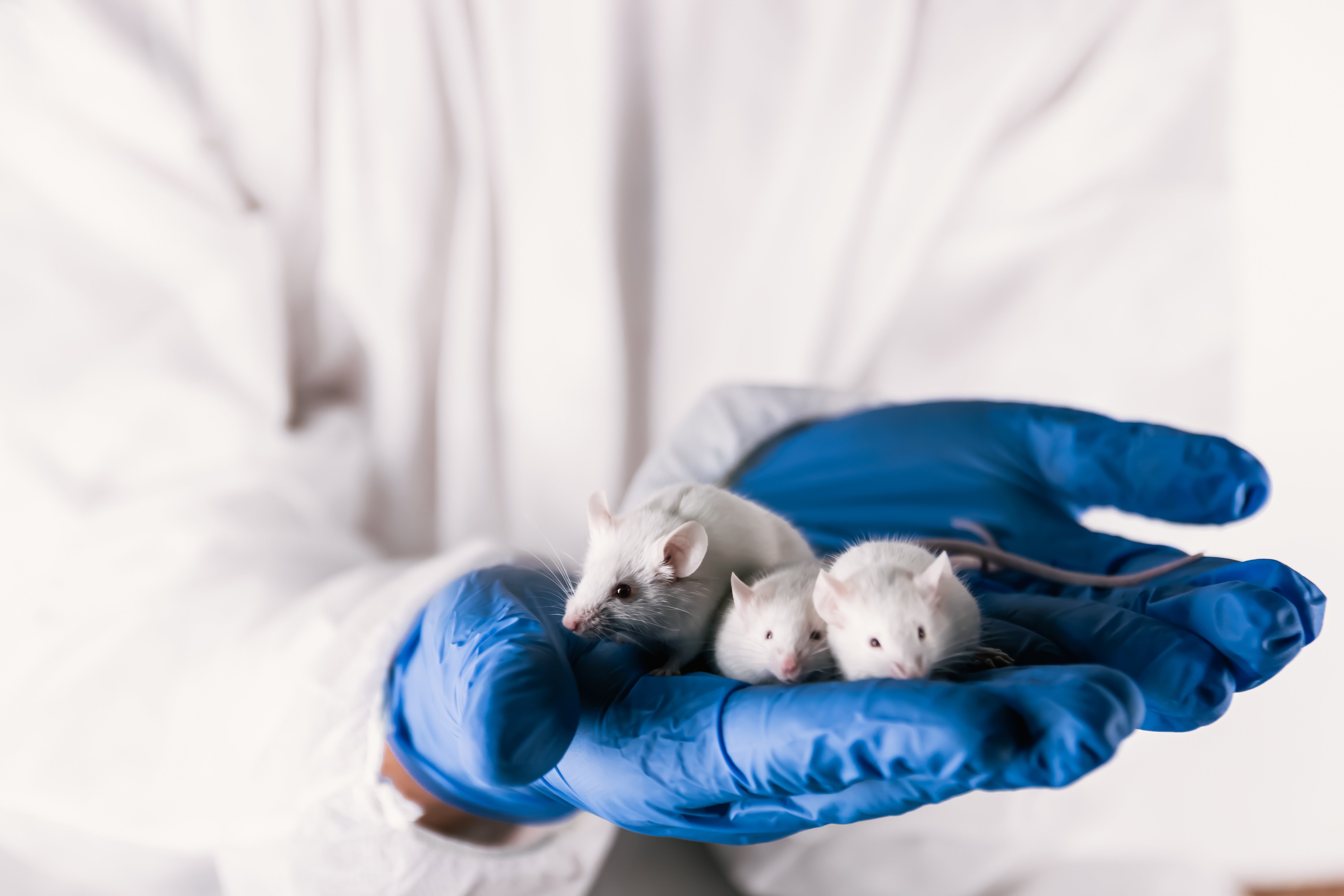  Ce genre d'innovation pourrait, à long terme, nous détacher de l'expérimentation sur les animaux. © javirozas / Shutterstock