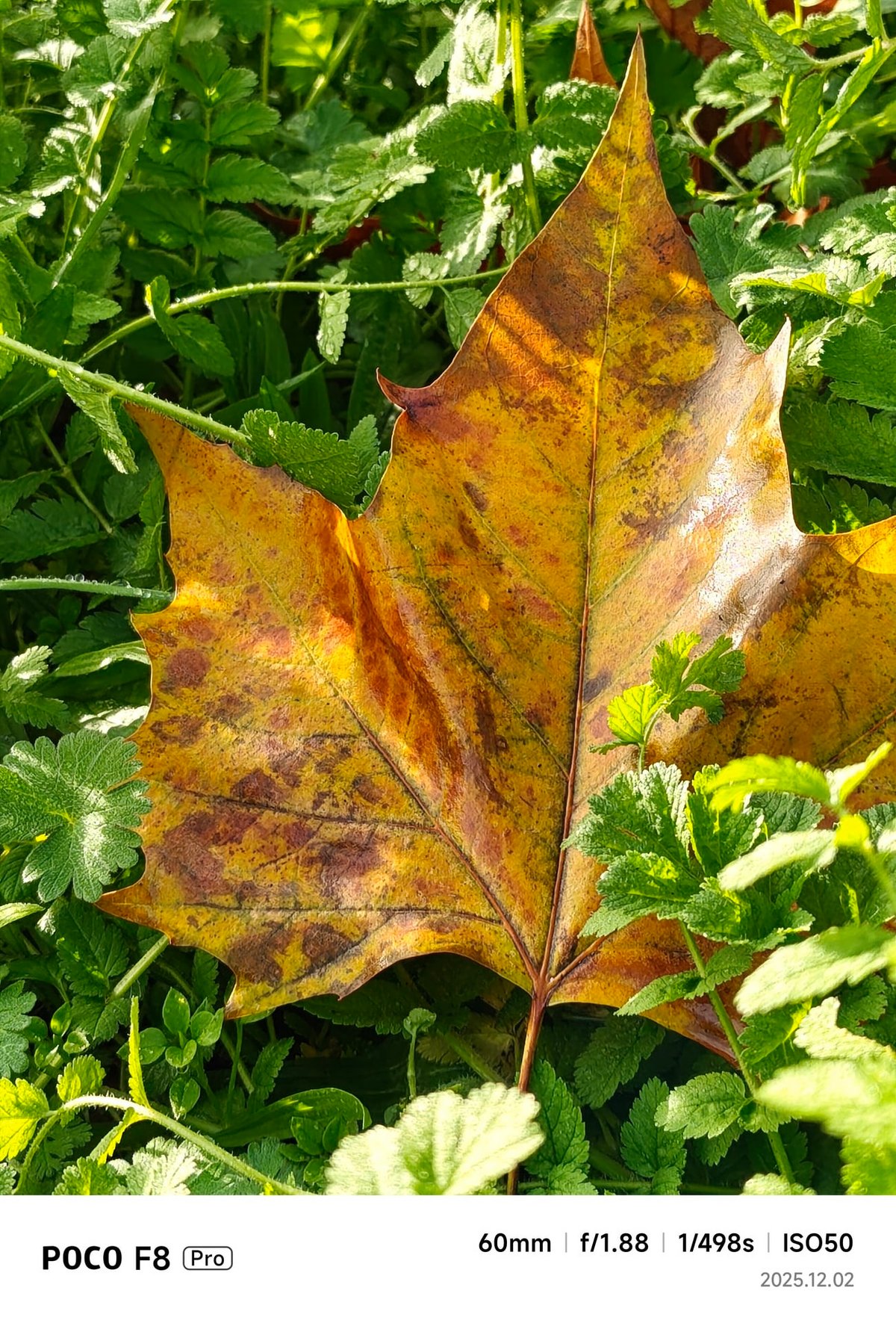 POCO F8 Pro test portrait