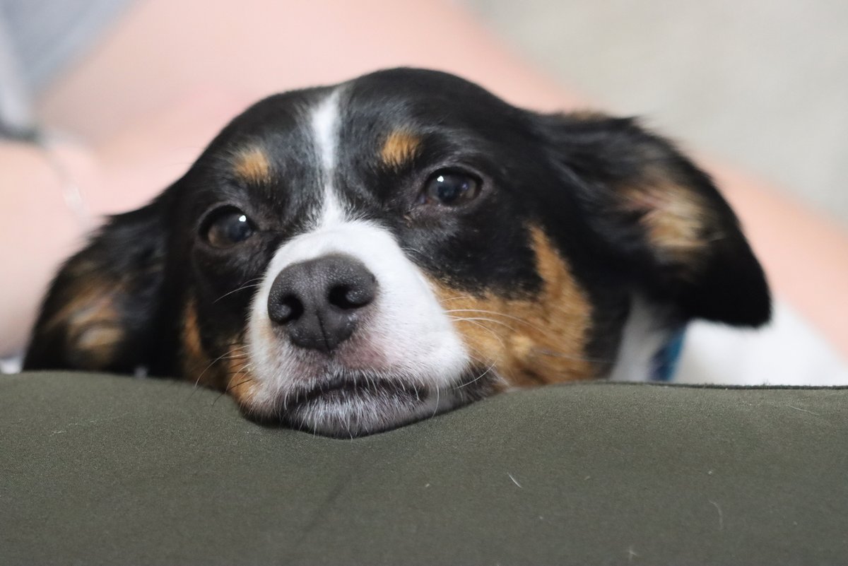 Un adorable chiot, dans le viseur de la caméra © Jonathan C Wear / Shutterstock