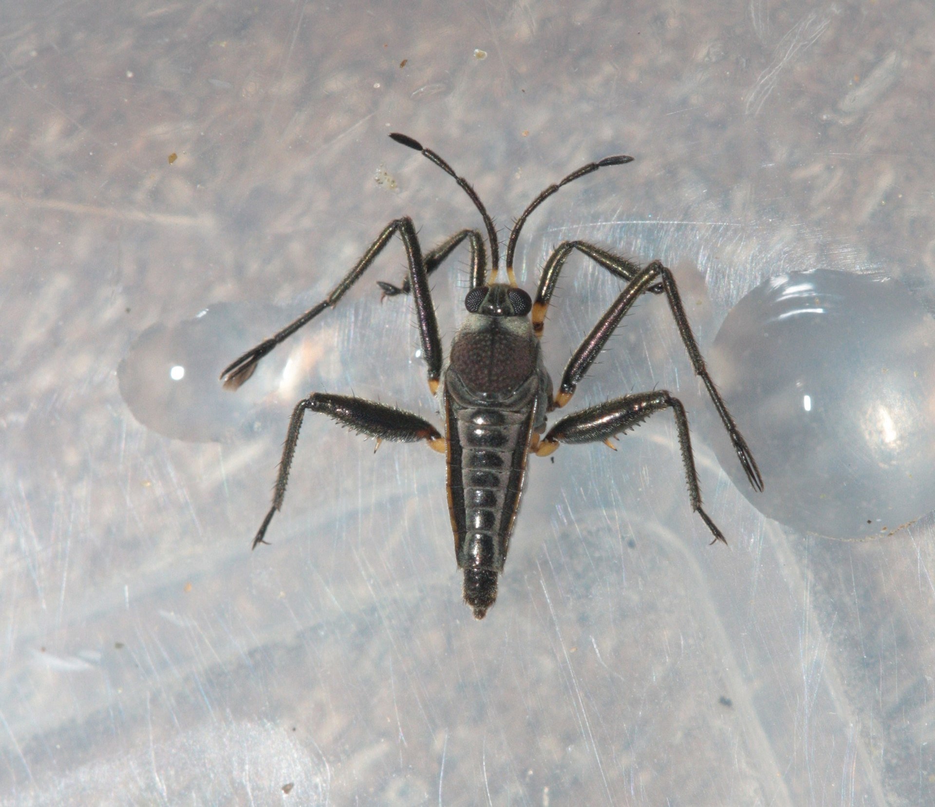 Rhagovelia distincta est une punaise d'eau qui se déplace en ramant, un mouvement rendu possible grâce aux propriétés hydrophobes des poils présents sur ses tarses.  © James Bailey / Wikipédia