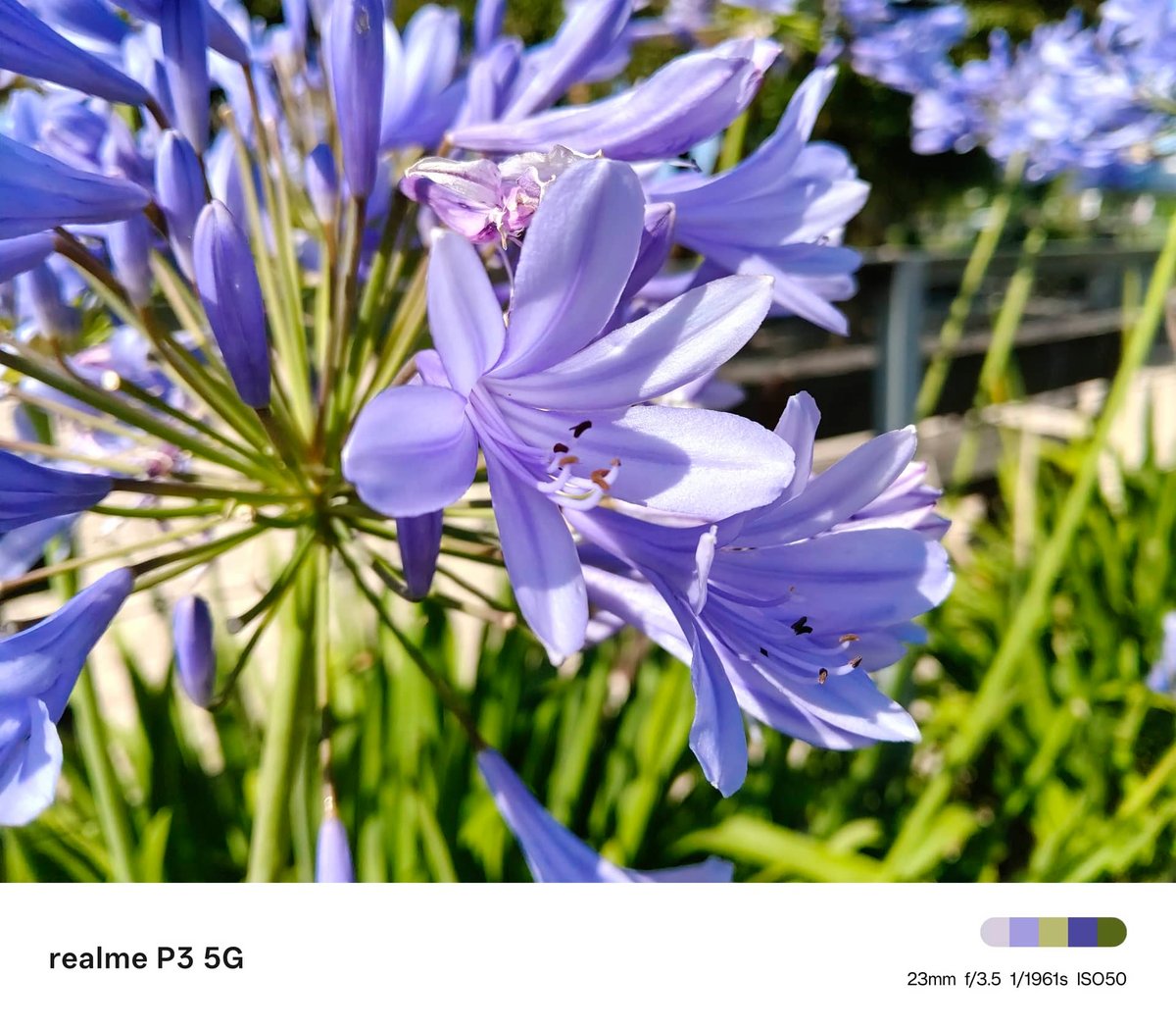 realme p3 test portrait