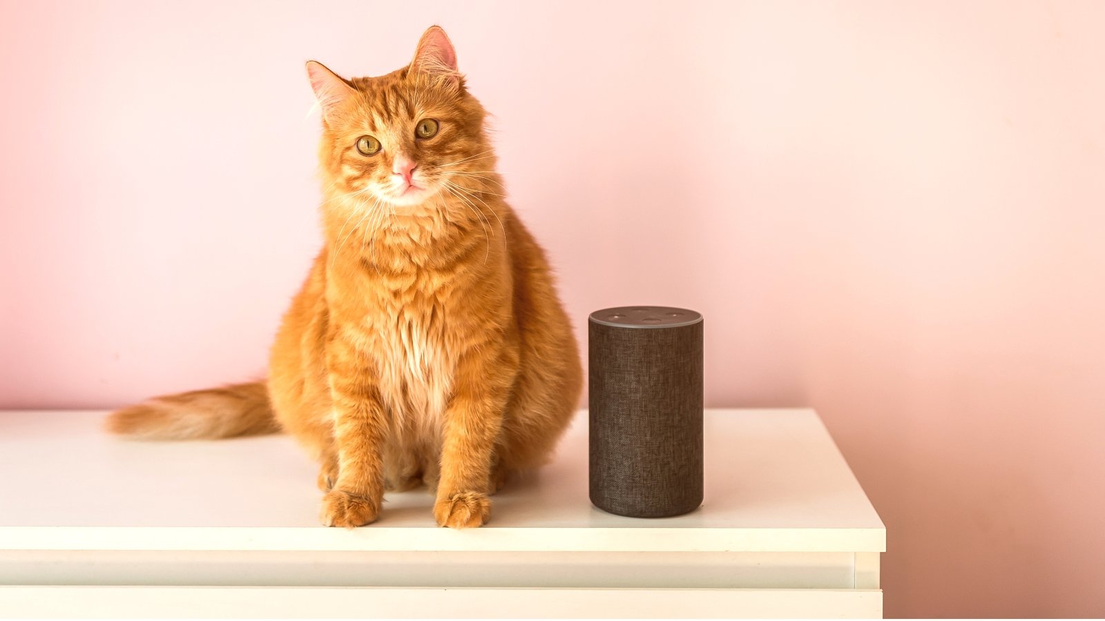Gemini va bientôt connaître vos animaux par leurs petits noms (même les plus ridicules) ©Shutterstock