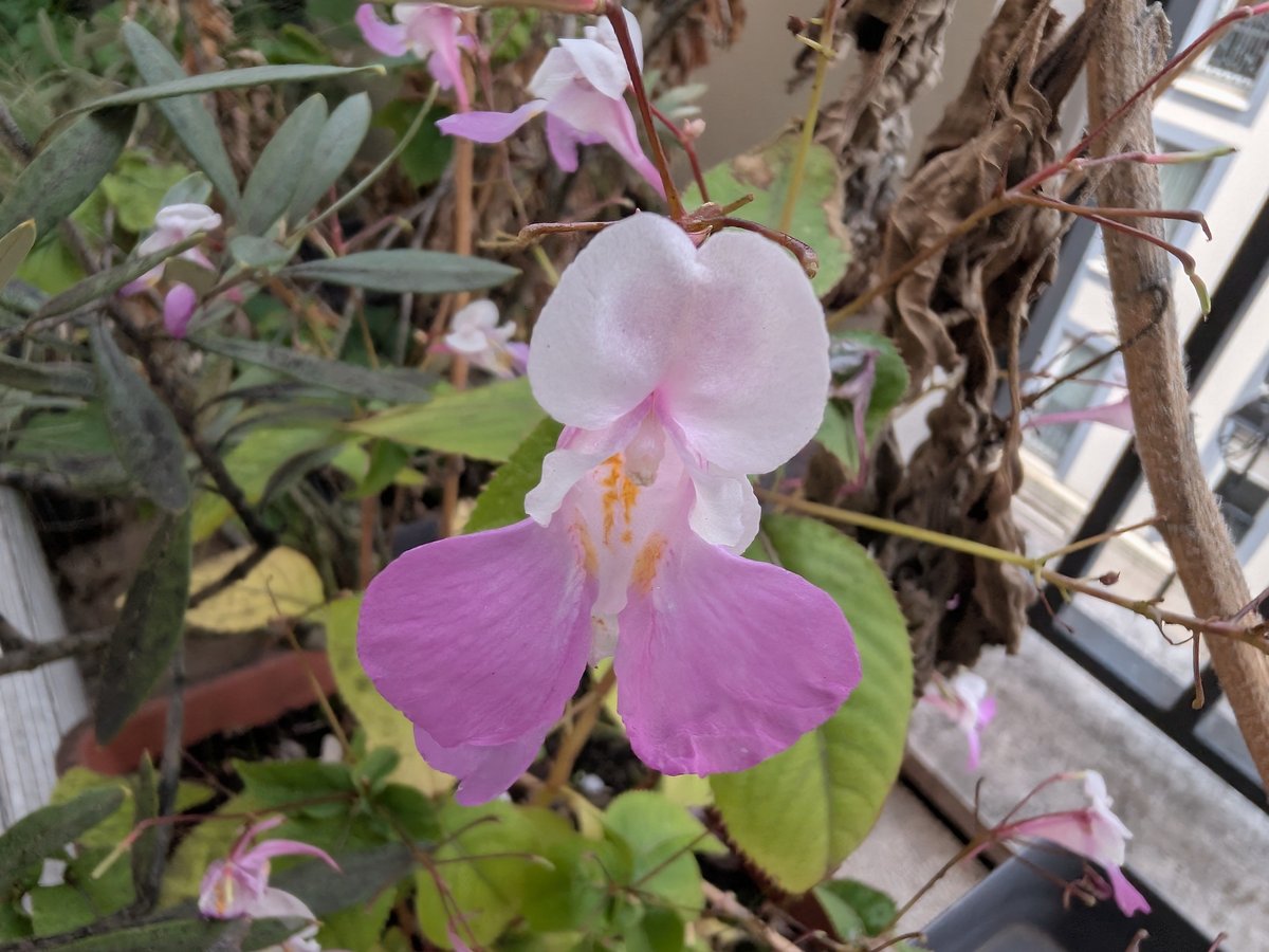 Google Pixel 10 Pro Fold