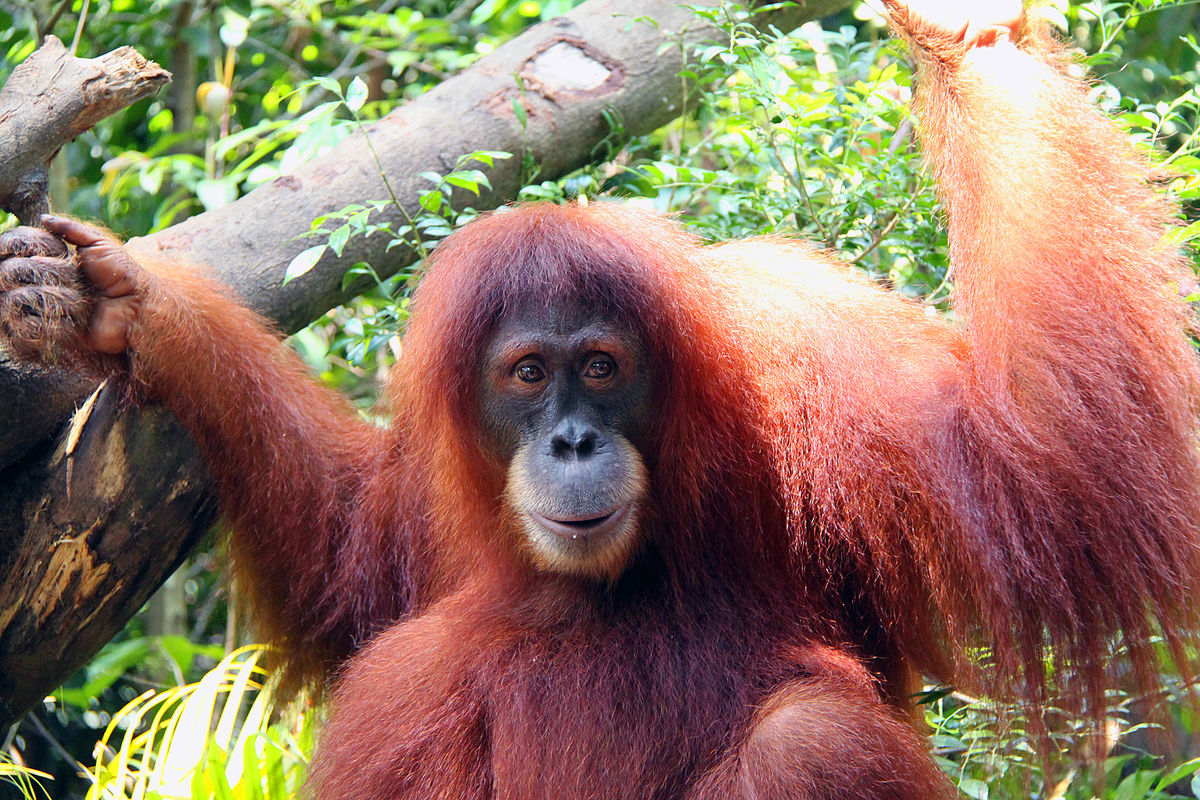 L'orang-outan de Sumatra est en danger critique d'extinction, principalement à cause de la déforestation