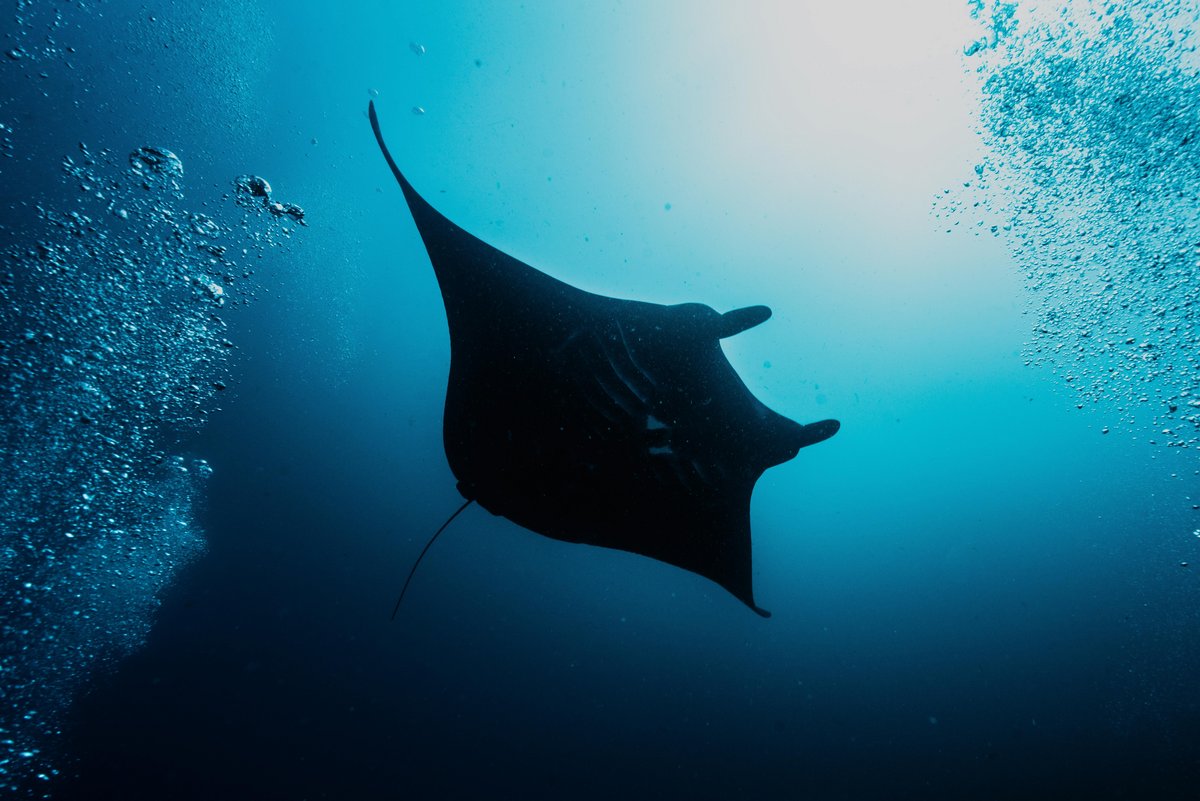 C'est en battant lentement et puissamment leurs larges nageoires pectorales que les raies manta se propulsent. © Jeepadvisor / Shutterstock