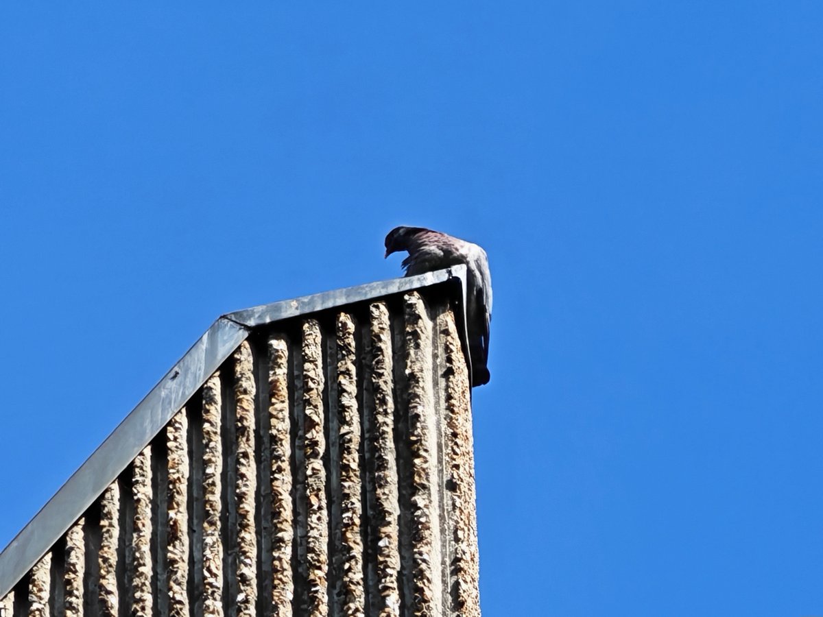 Zoom 20x © Marc Mitrani pour Clubic