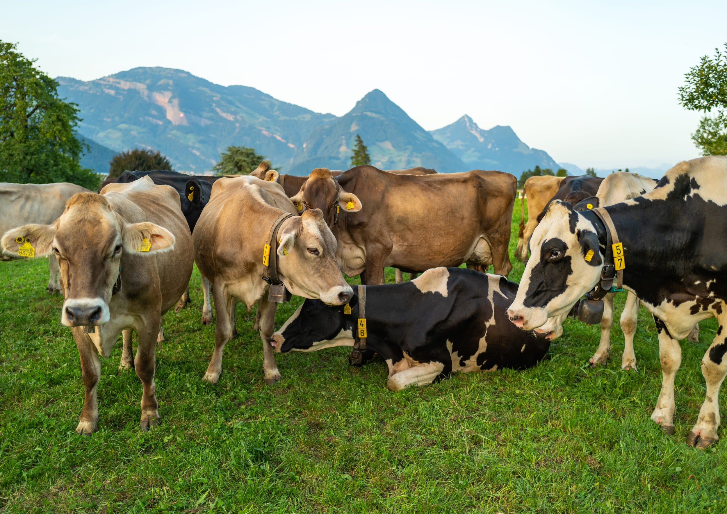 Des vaches font le buzz sur TikTok © Volodymyr Tverdokhlib / Shutterstock