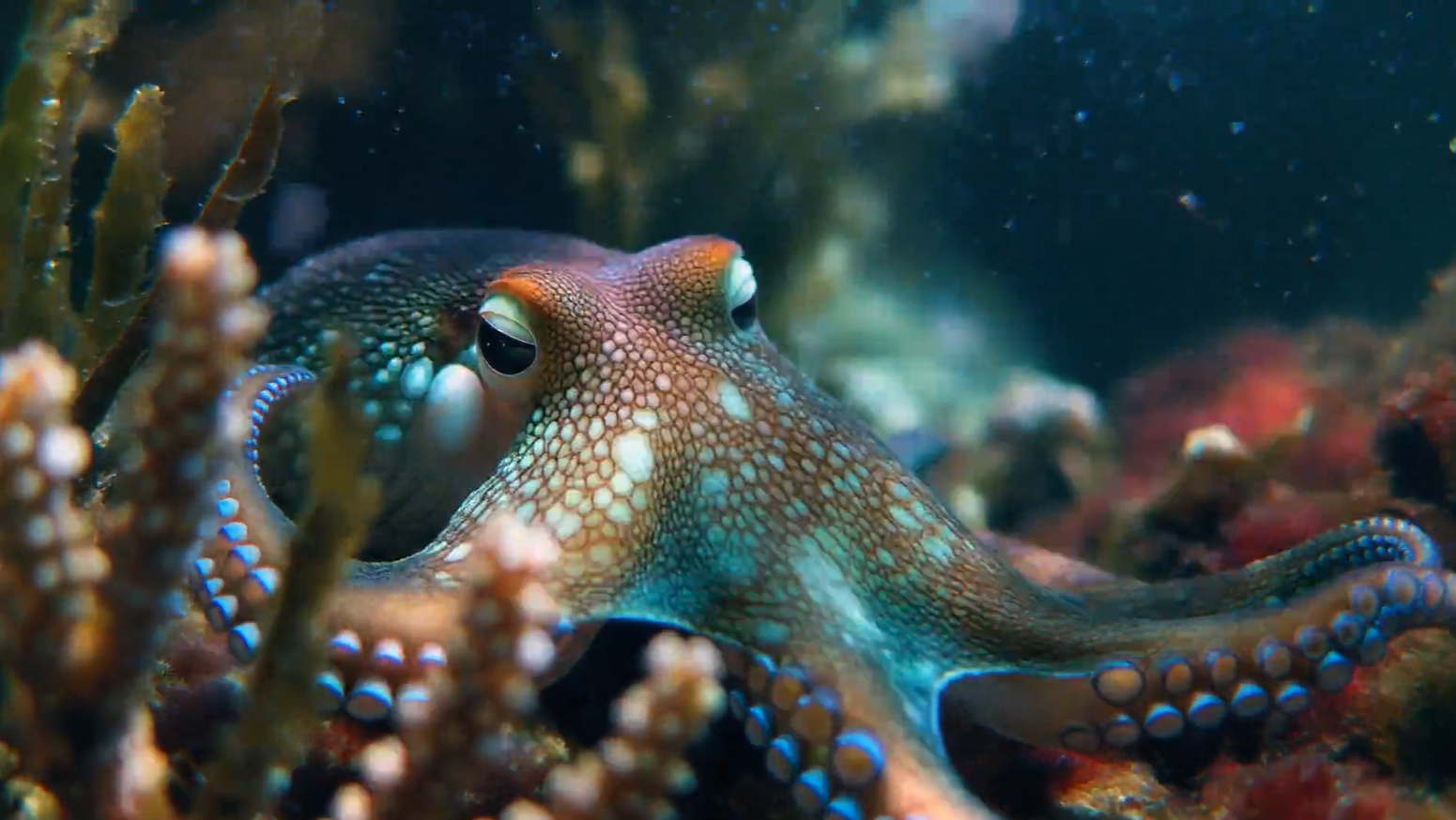 Image extraite d'une vidéo générée depuis la dernière version de Firefly. © Adobe