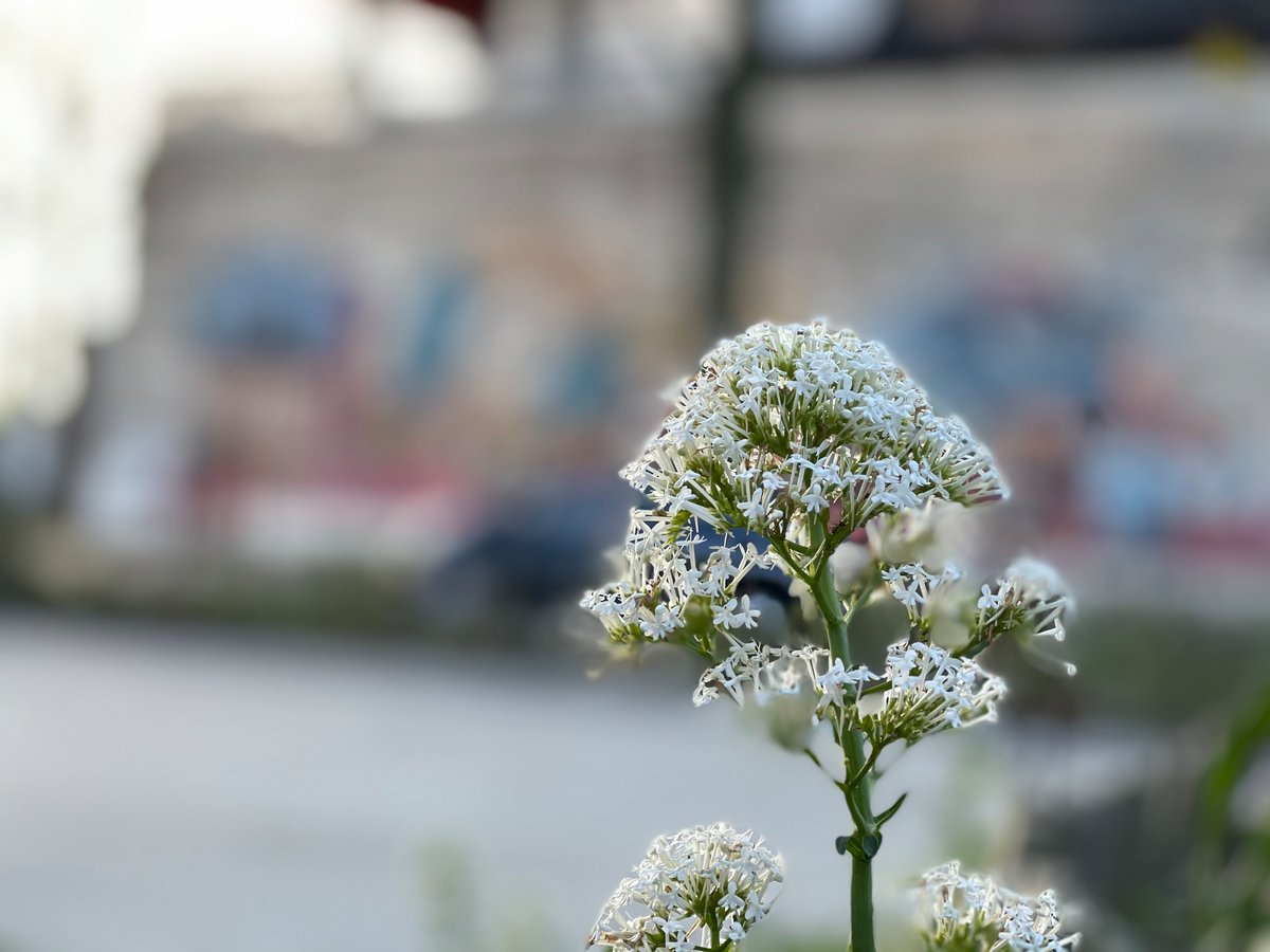 Un léger halo blanc apparaît sur les bordures des pétales © Pierre Crochart pour Clubic