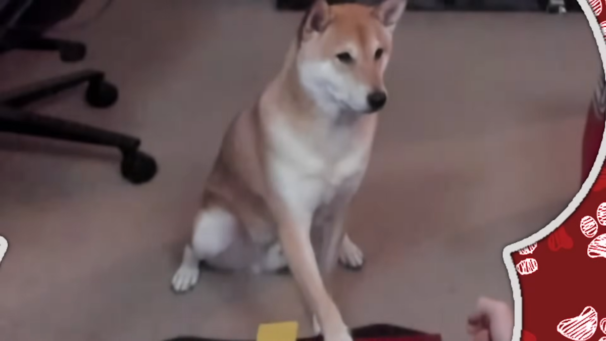 Ce chien s'appelle Peanut Butter et se prépare à participer à une compétition de speedrun © JSR_ sur YouTube