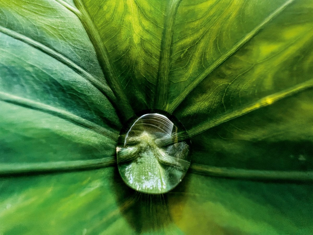 “Hidden Gem” (water bead in leaf) © Jirasak Panpiansin. Photographié avec l'iPhone 13 Pro Max.
