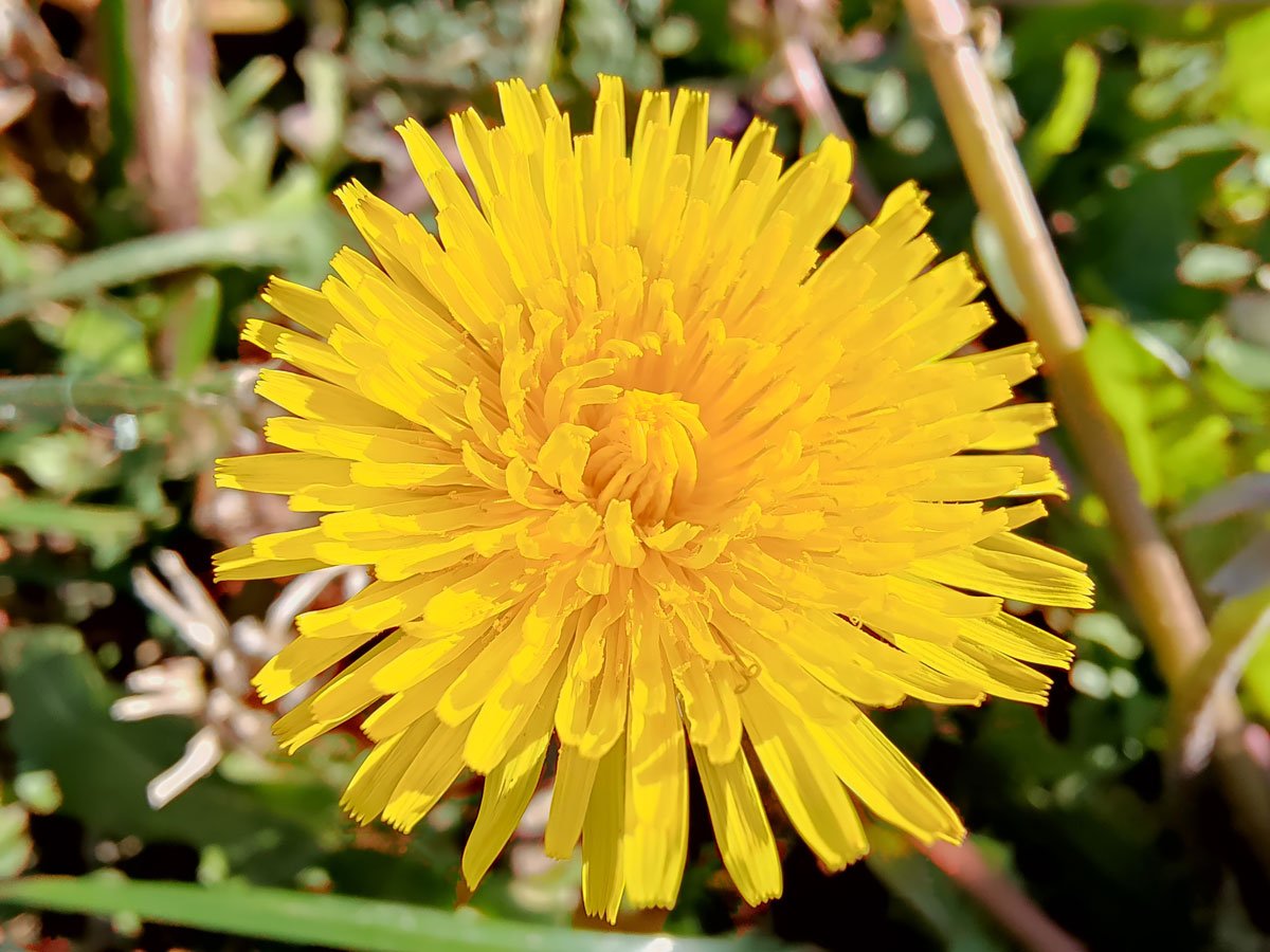 Photo en mode macro.