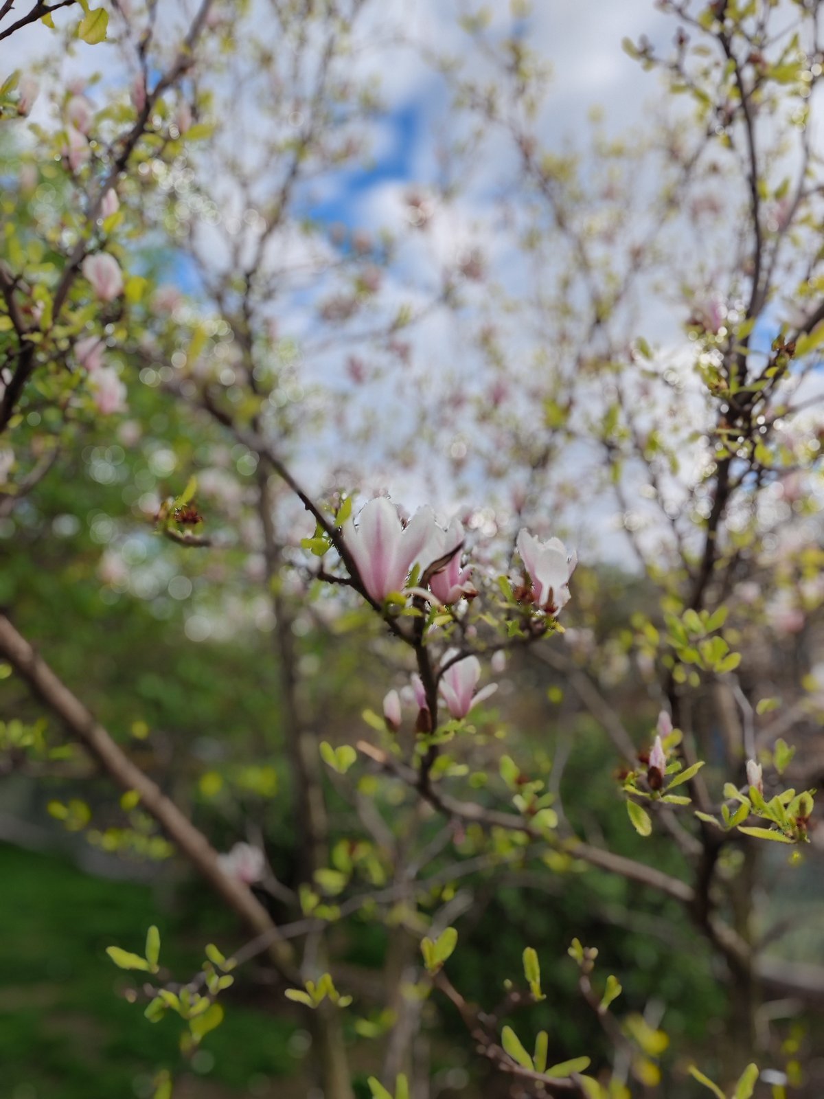 Parfois, le bokeh artificiel est raté (clic sur la fleur pour s'en rendre compte)