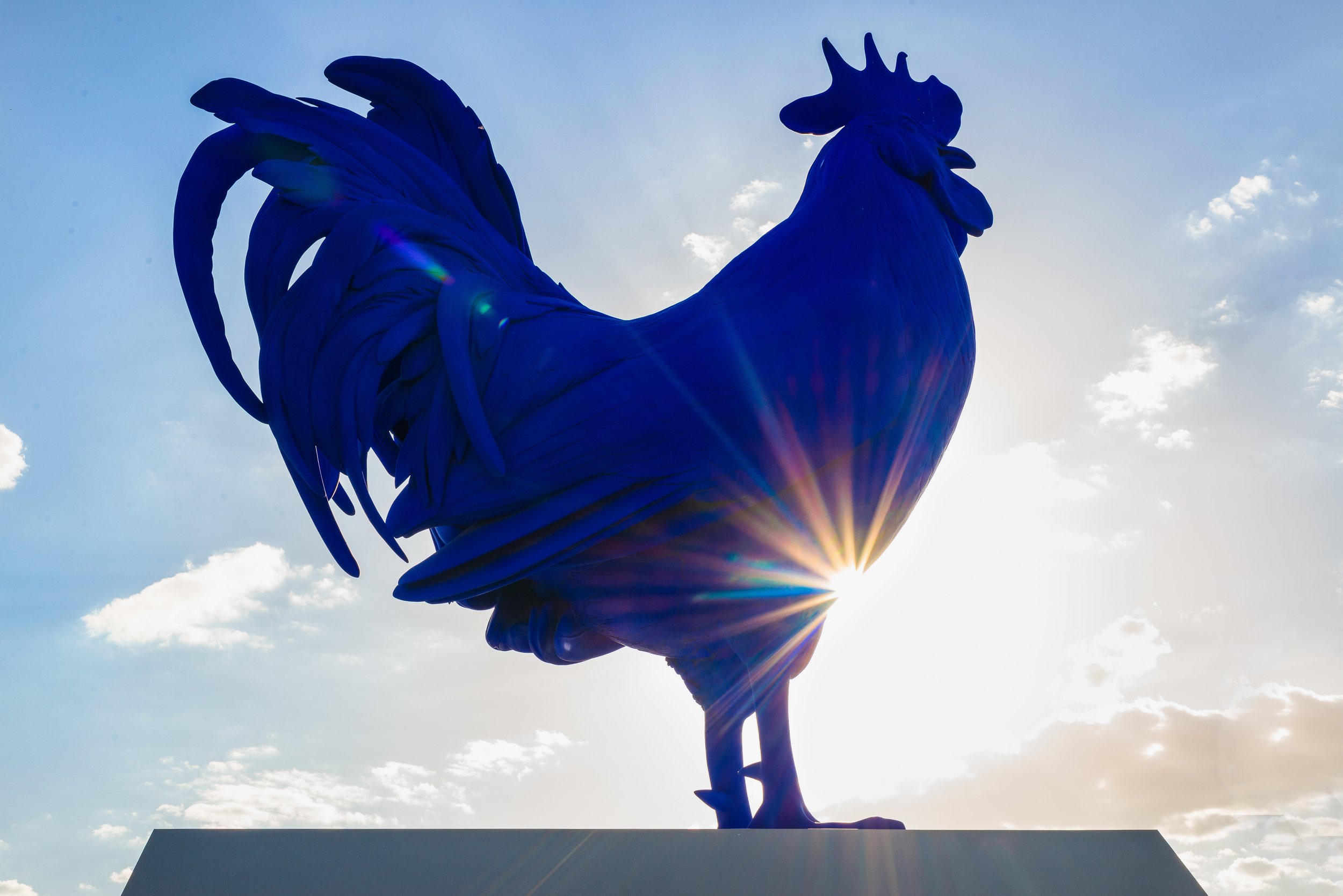 Un coq bleu © Debra Anderson / Shutterstock.com
