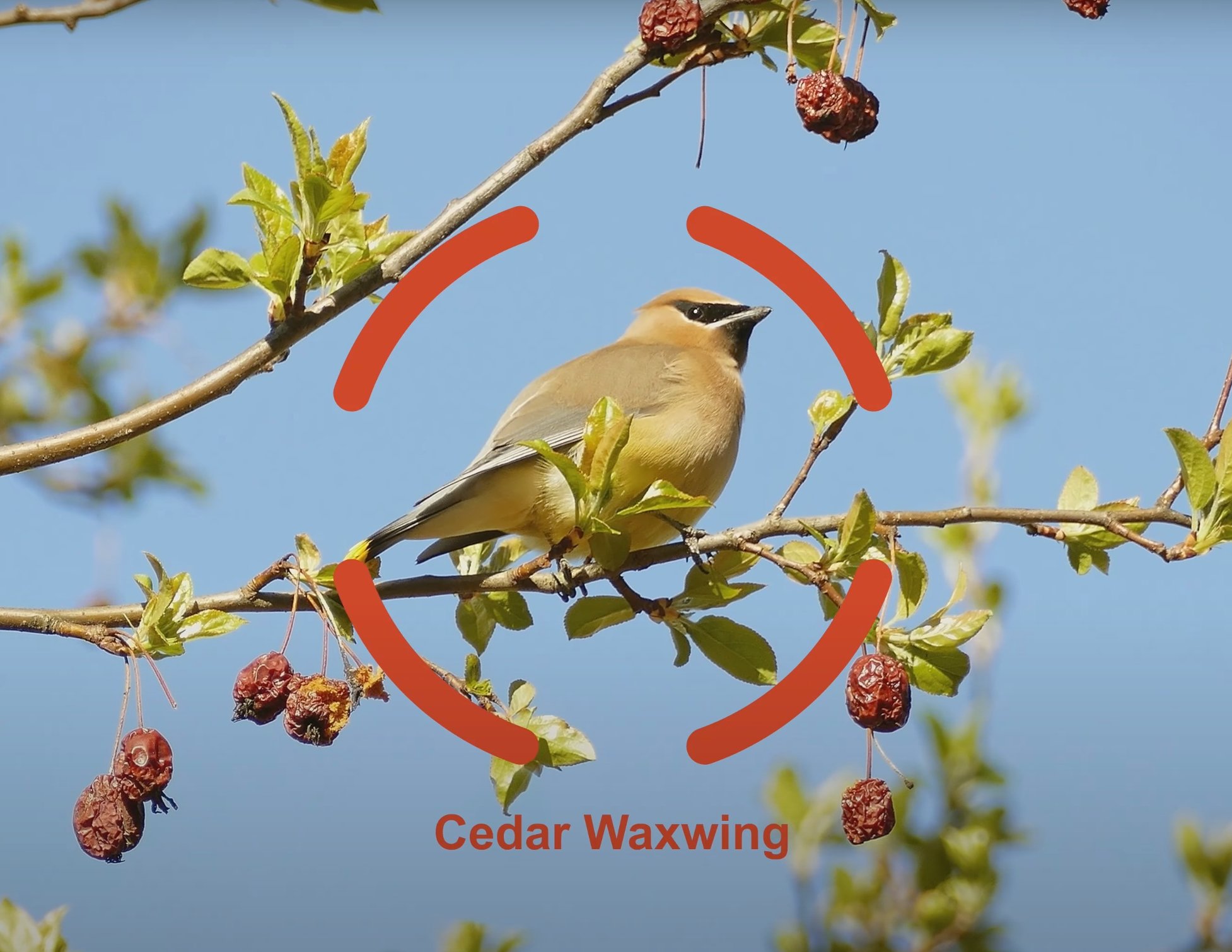 Les jumelles indiquent que l'oiseau appartient à l'espèce des jaseurs d'Amérique. © Swarovski Optik