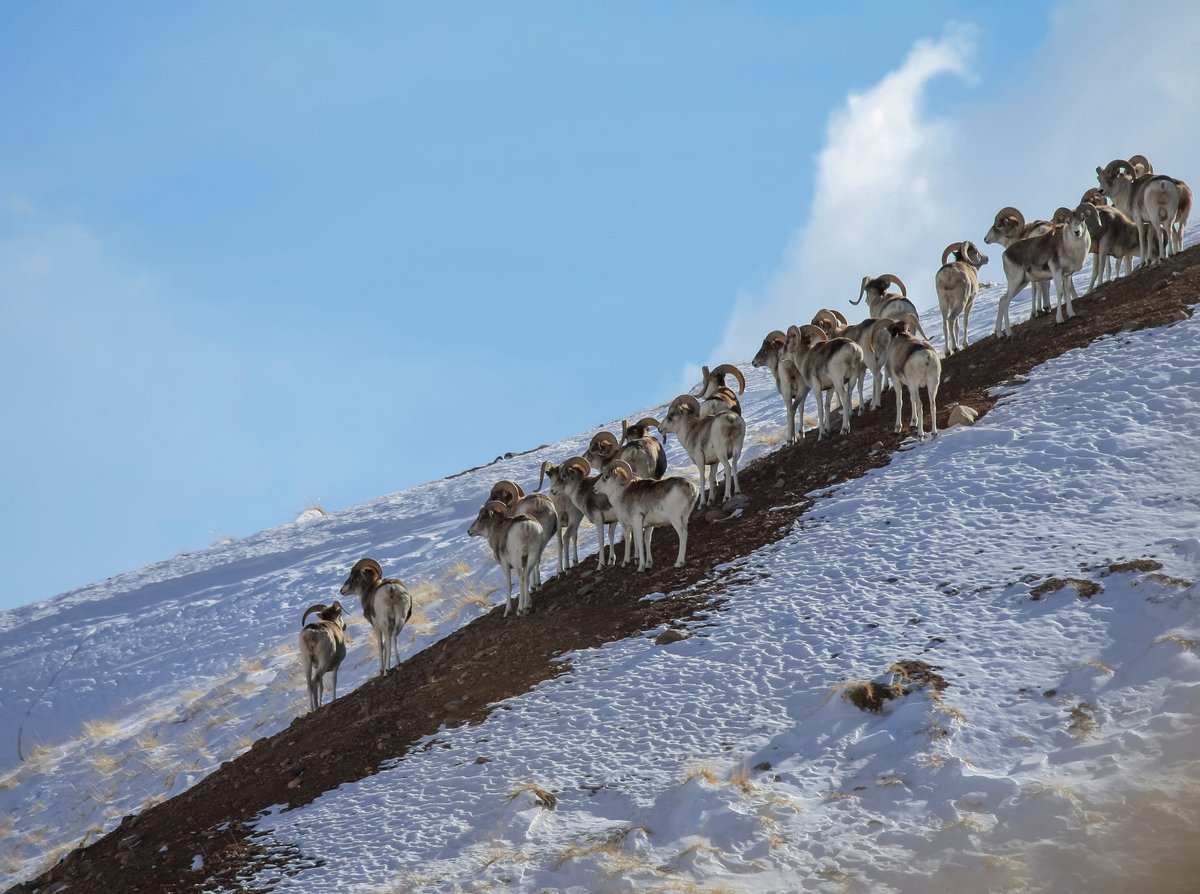 Image d'un troupeau de jeunes moutons Marco Polo © Okyela / Shutterstock