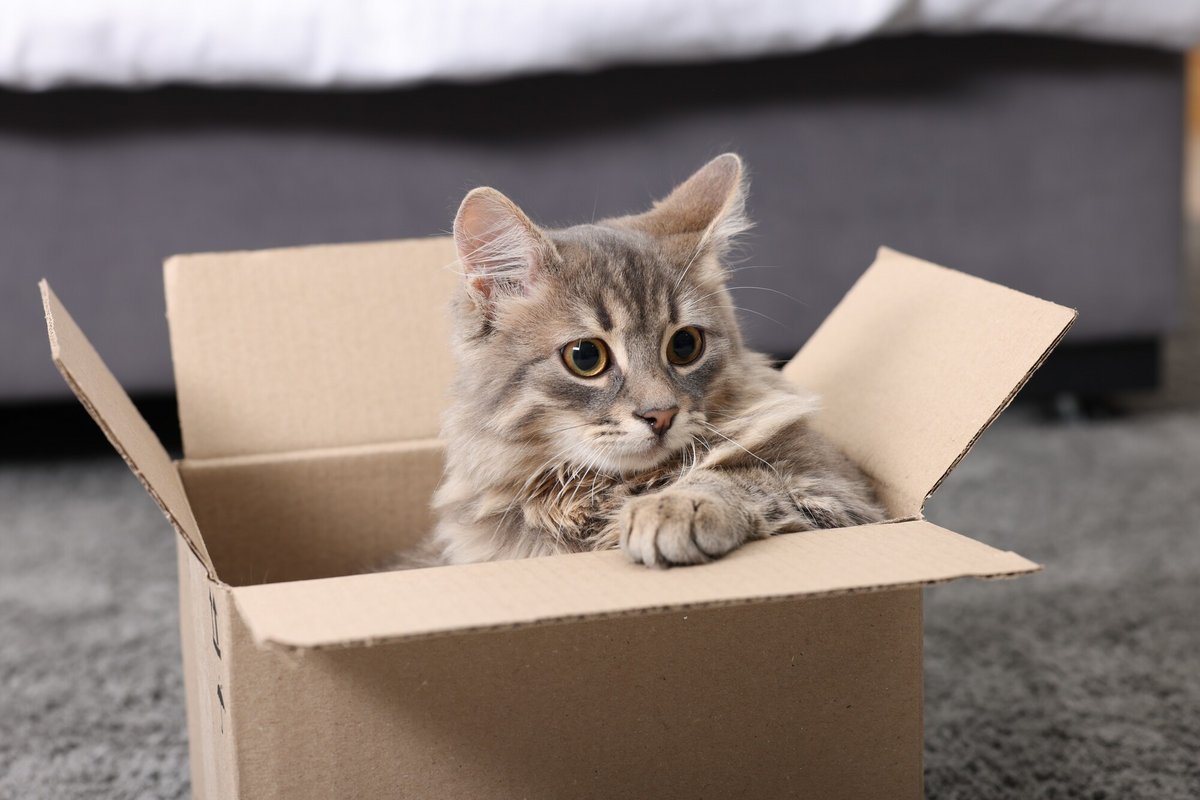 Un chat, évidemment mignon, qui sort discrètement de son carton © Alexandre Boero / Clubic