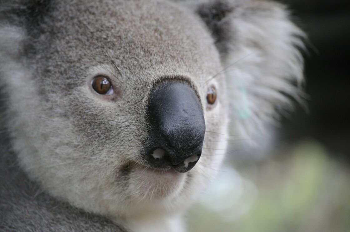 La tech' pourrait bien venir au secours des koalas via la reconnaissance faciale. © Pixabay