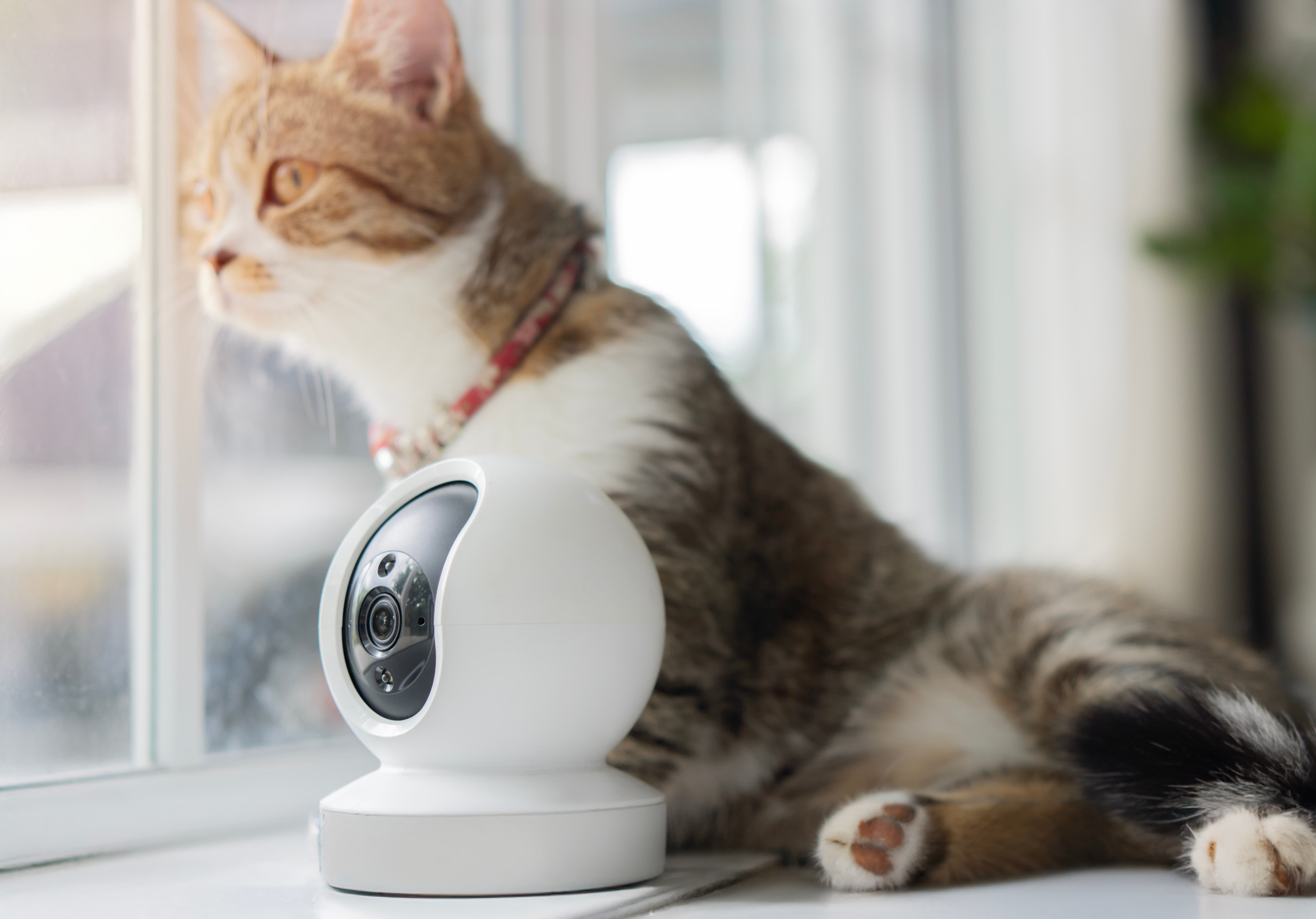 Les animaux domestiques sont une source récurrente de fausses alertes © Shutterstock