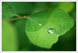 000000B400426667-photo-carte-voeux-nature.jpg