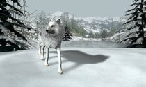 00D2000000479358-photo-nancy-drew-the-white-wolf-of-icicle-creek.jpg