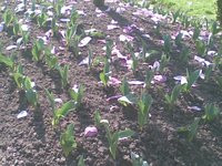 00C8000000471387-photo-nokia-e65.jpg