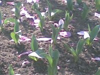 00C8000000471388-photo-nokia-e65.jpg
