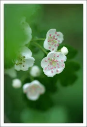 00B4000000609570-photo-faire-des-photos-nettes-premier-plan.jpg