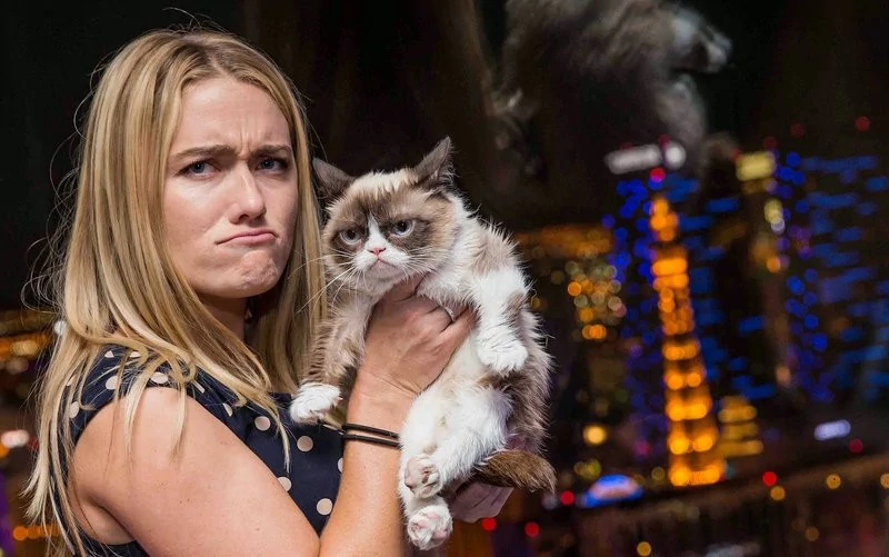 Le Grumpy Cat Un Chat Star D Internet Qui Vaut De L Or
