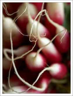 00FA000000220258-photo-article-retouche-cadre-simple-radis.jpg