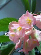000000E102272218-photo-kodak-easyshare-z915-photo-3.jpg